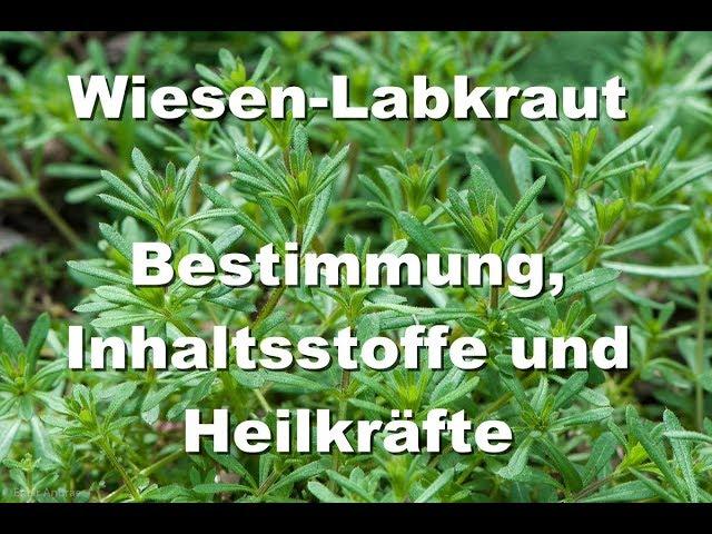 Wiesen-Labkraut - Bestimmung, Inhaltsstoffe und Heilkräfte