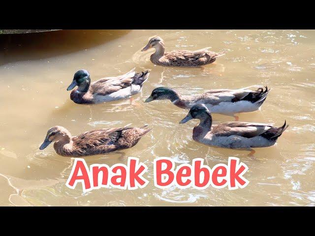 ANAK BEBEK - LAGU ANAK TERBARU