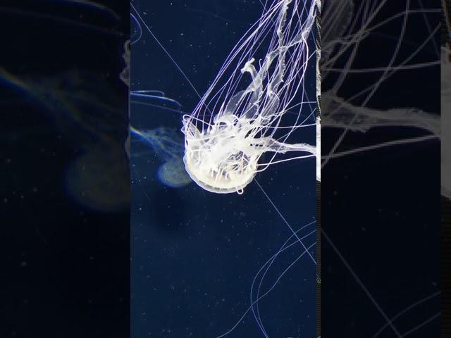 RWS - Sea Aquarium - Box Jellyfish