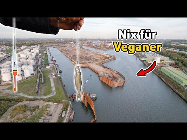 Was beißt im alten Hafen auf Köderfisch?