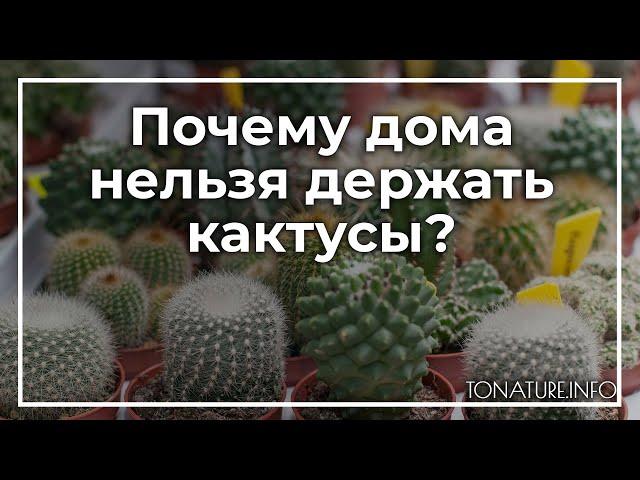 Почему дома нельзя держать кактусы? | toNature.Info