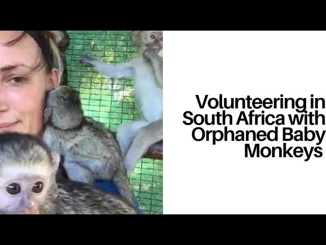 Volunteering In South Africa With Orphaned Baby Monkeys!