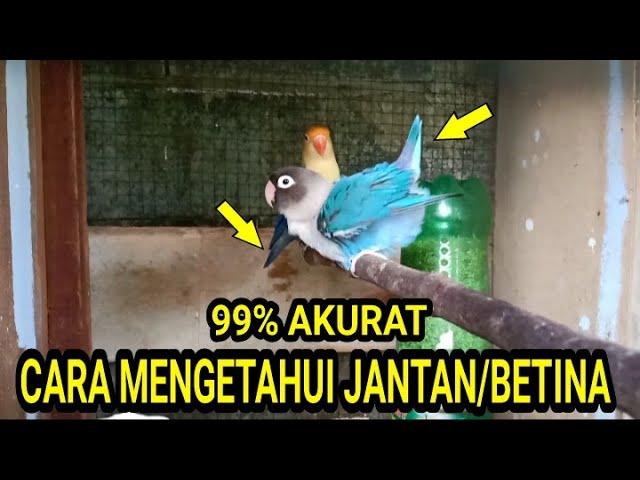 CARA MENGETAHUI KELAMIN LOVEBIRD KETIKA SEDANG BIRAHI