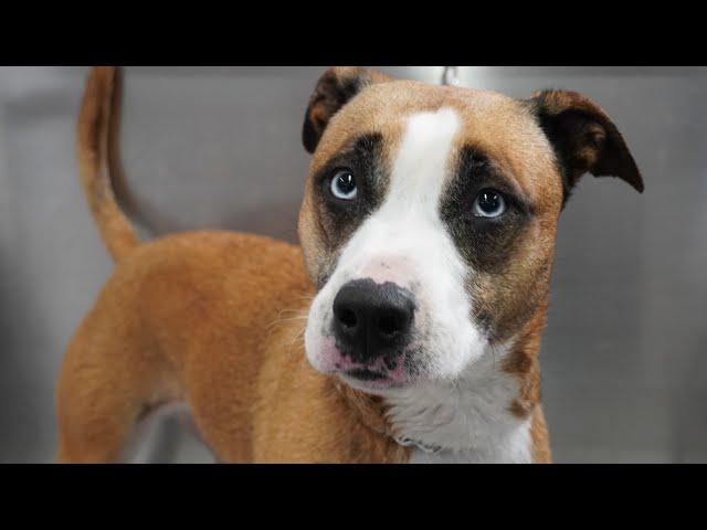 A Pitbull and a WHAT mix? Now I've seen it all
