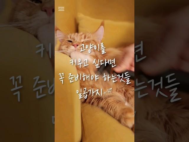 고양이를 키우고 싶다면 꼭 준비해야 하는것들 일곱가지 #cat #고양이 #catlover #cutecat #animal #cute