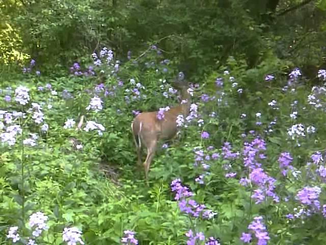 Guess what I saw while Geocaching
