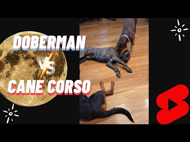 Cane Corso vs Doberman, Who Wins?