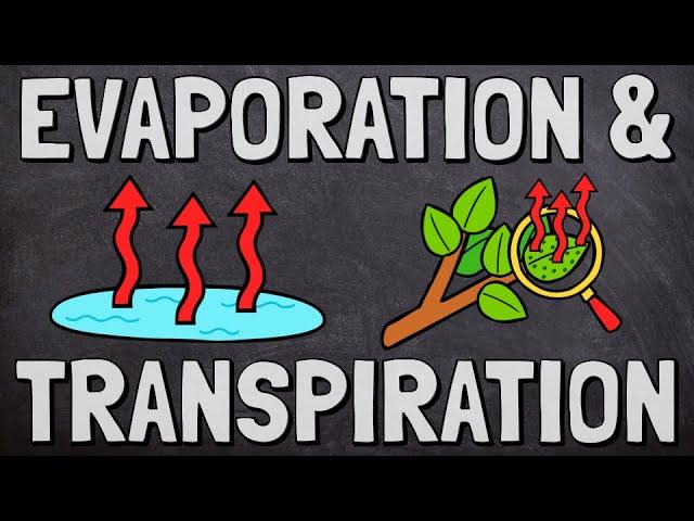 Evaporation and Transpiration