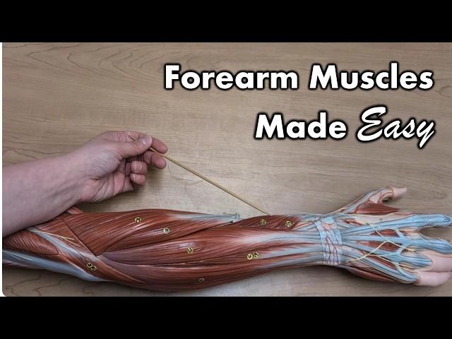 Muscles of the Forearm