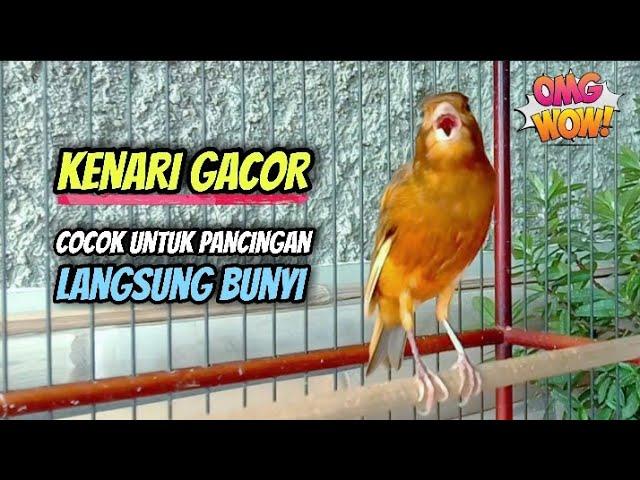 Suara Burung Kenari Gacor Panjang || Cocok Untuk Pancingan Terapi Kenari Cepat Bunyi