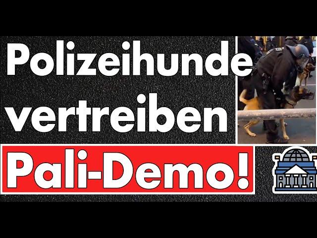 Hunde vertreiben Pali-Mob am Ku'damm! Polizei Berlin überrascht am Samstag! Wann Polizeischweine?