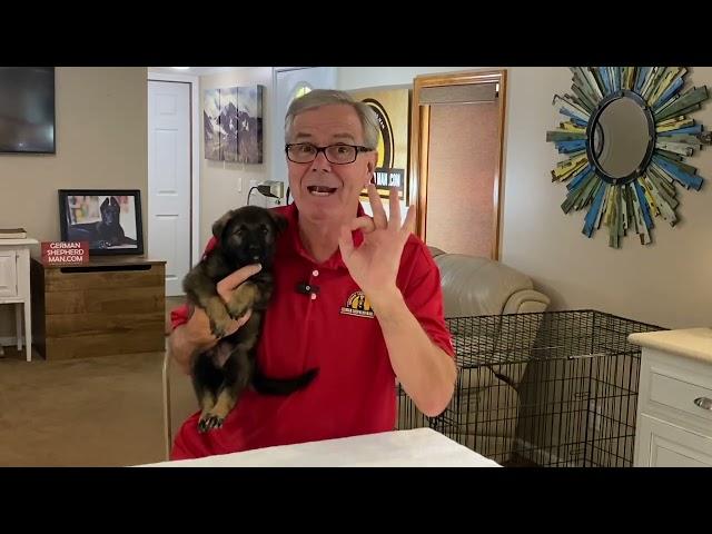 How to Control German Shepherd Puppy Biting!!! MUST WATCH!!!