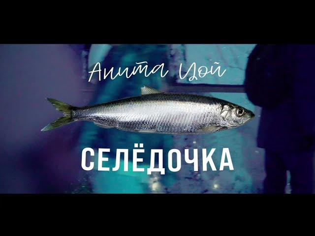 Анита Цой/Anita Tsoy - Тизер клипа "Селёдочка".