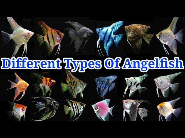 Different Varieties Of Angelfish | Top 20 Most Popular Angelfish