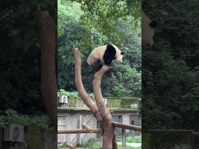 站最高处，仰望而笑，一点烦恼也没有！ #panda #大熊貓