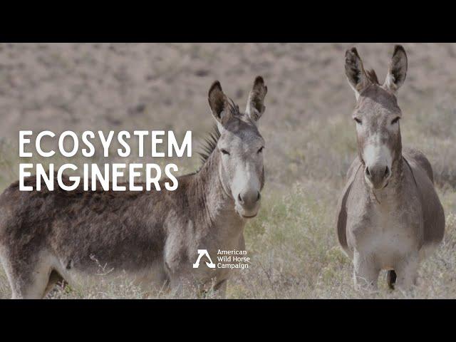 Ecosystem Engineers - Wild Burro Research