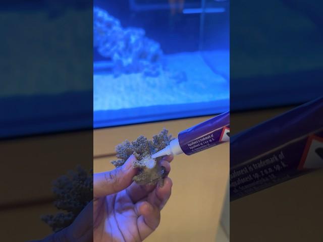 Aquaforest Gel Fix Untuk Kebutuhan lem Coral Aquarium Anda #aquarium #fish #viral