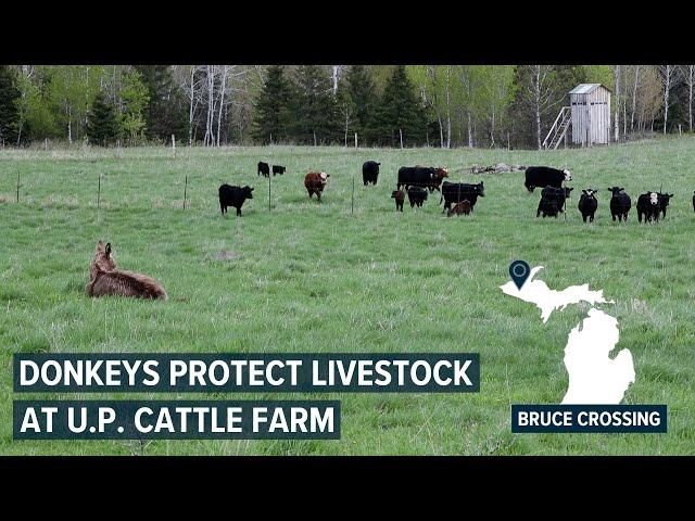 Donkeys protect livestock from wolves at Michigan cattle farm