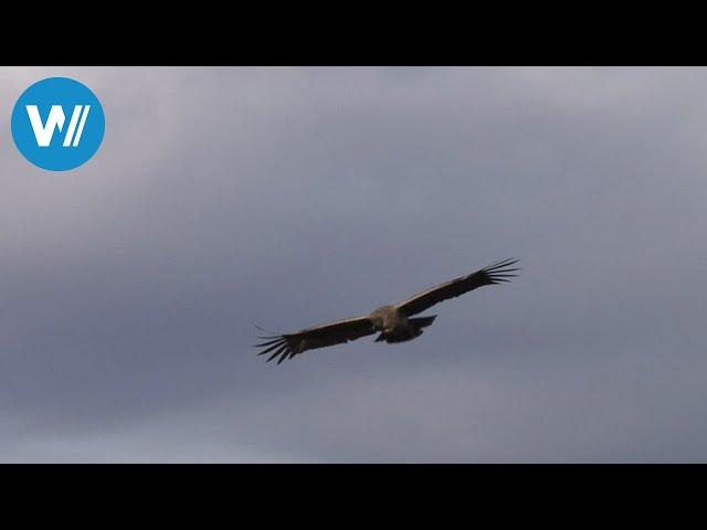 Der Andenkondor, König der Lüfte (360° - GEO Reportage)