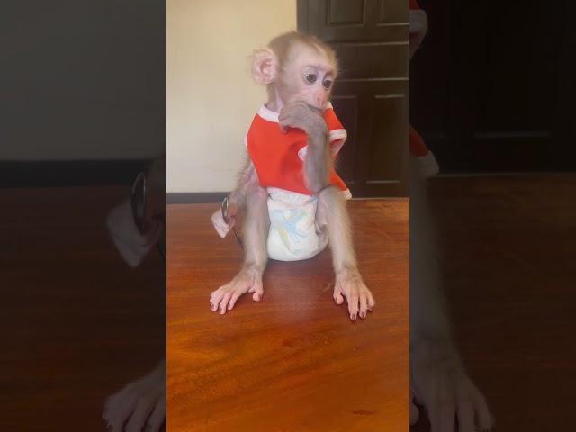 Monkey Bryyan waiting for food #monkey #monkeylove #cutebabies #love #cute #baby