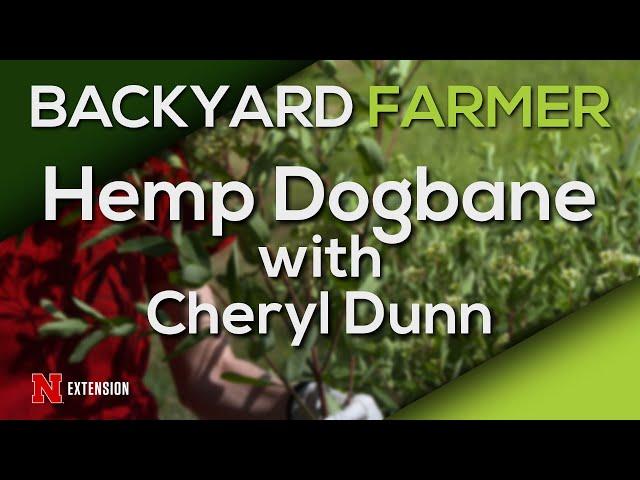 Hemp Dogbane