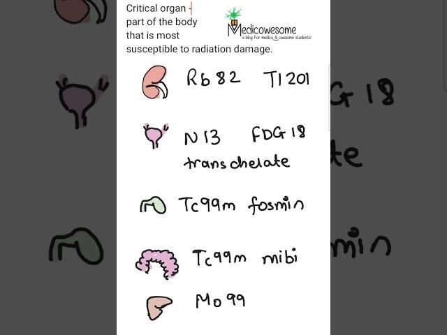 Critical organ for radionuclides used in cardiology mnemonic for nuclear Cardiology boards