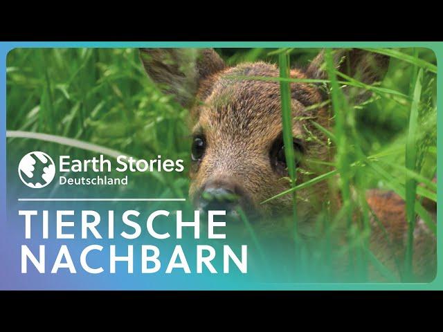 Heimische Wildtiere | Auf den Spuren von Reh, Wildschwein & Co. | Earth Stories Deutschland