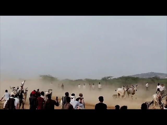 ox race gwalior |bada game gram khulet me first levelshera and tarzan| #video #viral