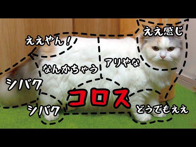 【詐欺】猫をさわった時の反応マニュアルが大嘘で逆に面白すぎました笑【関西弁でしゃべる猫】 【猫アテレコ】