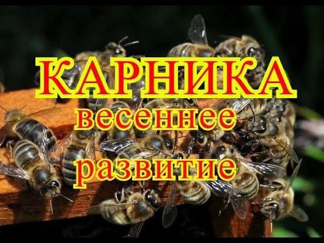 КАРНИКА ** весеннее развитие.