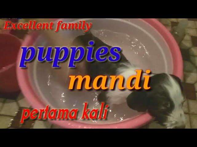 CARA MEMANDIKAN PUPPIES | ANAK ANJING MUDAH PRAKTIS DI RUMAH