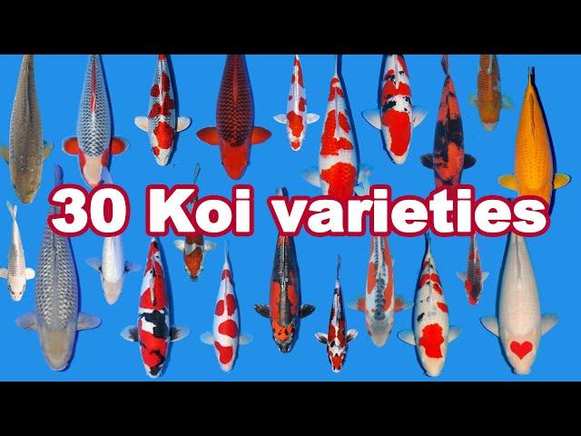 30 Koi Fish varieties, types and characteristics