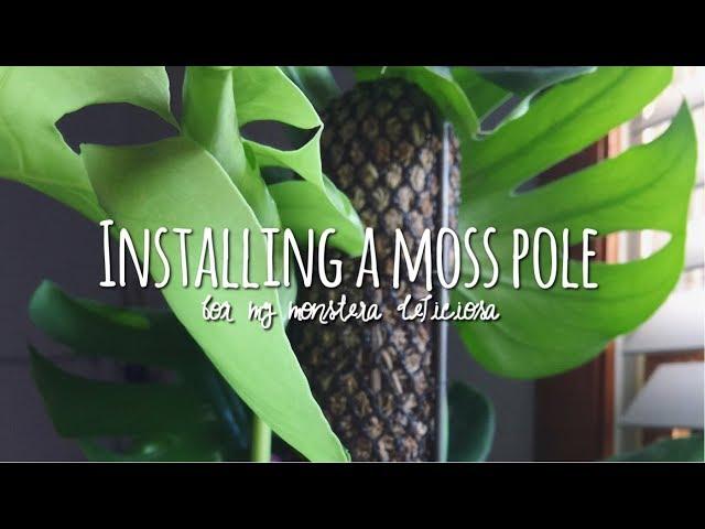 how to install a moss totem  / monstera deliciosa houseplant support 