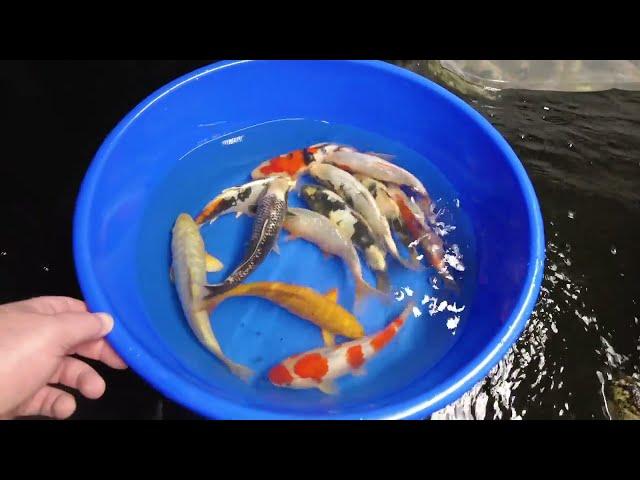 New Arrivals at Elite Koi - Kase Showa - Mixed Bowl of Japanese Koi & Okawa Shiro Utsuri