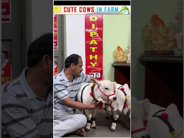 Nadipathy cow #shorts #short #viral #uae #abudabi #qatar #oman #reels