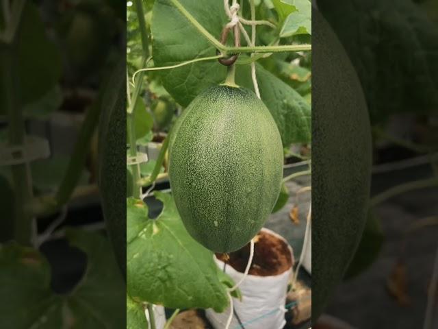 Melon 37 HST di Greenhouse Agropedia Nusantara #greenhouse #hidroponik #melon #melonfertigasi