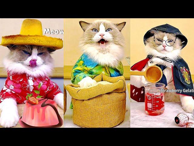 El Mejor Gato Chef De Tik Tok   That little Puff ASMR copilation 14