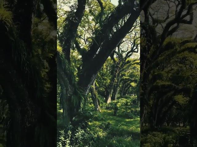 A dreamy forest in east java, Jawatan Benculuk 
