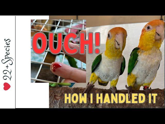 Oh! My Caique Bit Me! What Am I Doing About It? | #parrot_bliss #parrot #caique