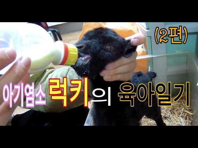 서울촌놈의 염소농장 24시 - 아기염소(baby goat) 럭키의 육아일기(diary) 초유 카테터(colostrum catheter) 2편