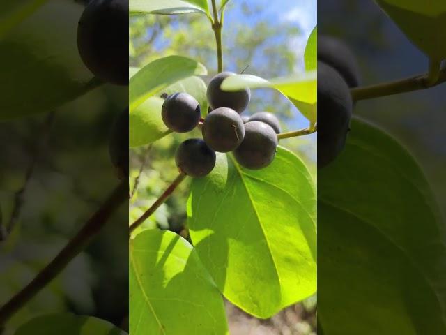 A Fully Growned Jungle Black Fruit |️#fruit#black#short