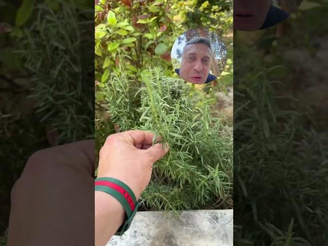 Розмарин в Баку!
