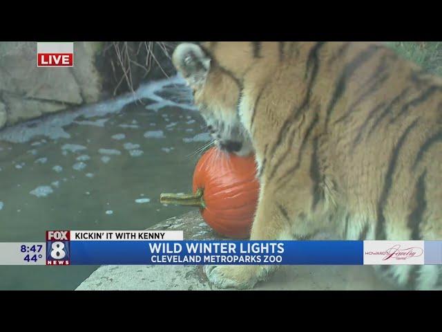 Wild Winter Lights offers fun & wild holiday experience at Cleveland Metroparks Zoo