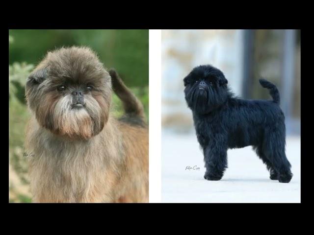 1. Affenpinscher Dog Breed - Facts & Info 