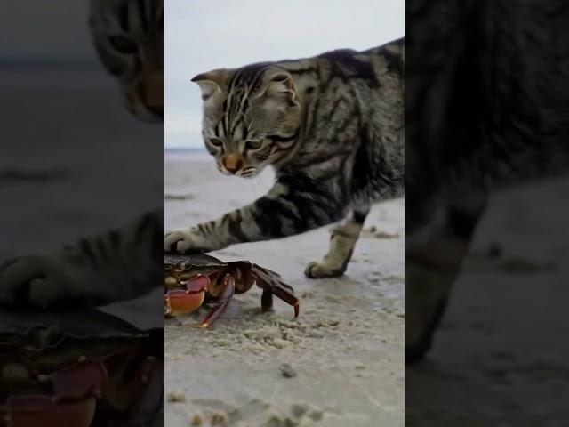 Claws vs Paws on the Shoreline. Who’s Braver?