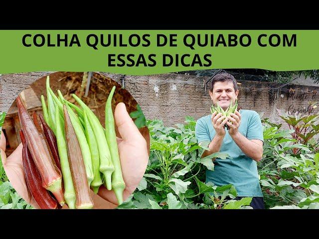 COLHA QUILOS de QUIABO seguindo essas DICAS de como plantar, cuidar e produzir quiabo da forma certa