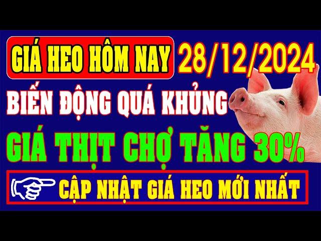 Giá heo hơi hôm nay ngày 28/12/2024 - BIẾN ĐỘNG KHỦNG, GIÁ THỊT TĂNG 30%