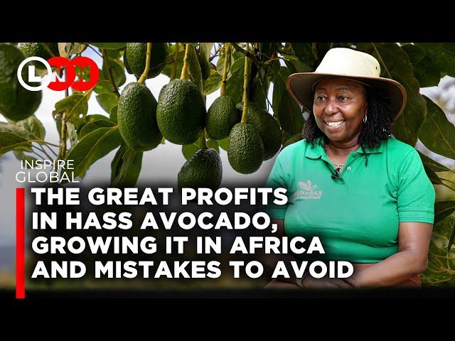 How to Grow Hass Avocado, where the market is & mistakes to avoid in order to yield maximum profit