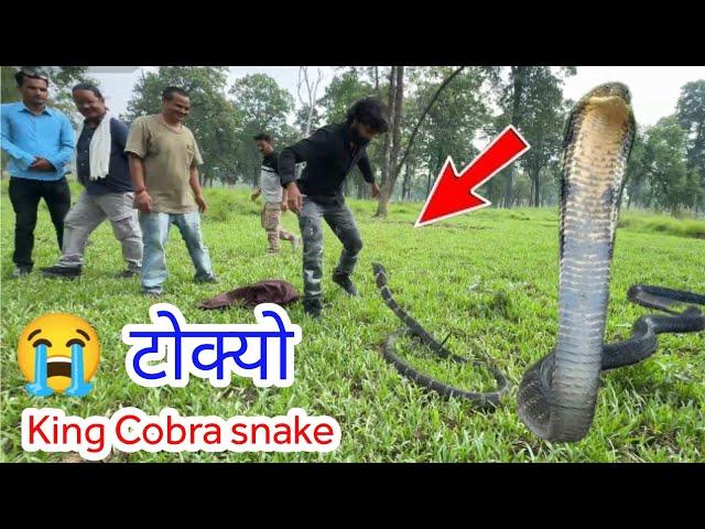   King Cobra snake किंग कोब्रा सर्प समाउँदा भयो ठूलो घटना Murliwale hausala in Nepal