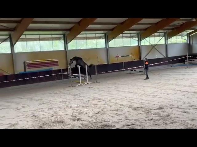 3 yo gelding by Conthargos